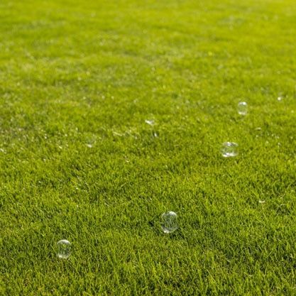 bubbles float across green grass after lawn fertilizer applications